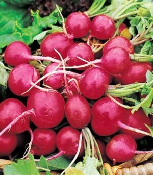 se-veg-ra-7760_1