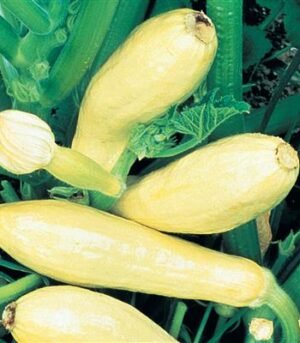 se-veg-sq-7807_1